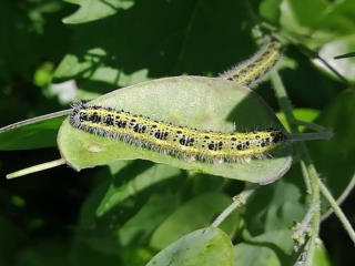 Chenille de piéride du chou